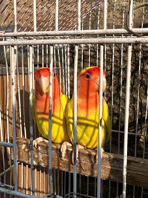 common lutino breeder pair 1