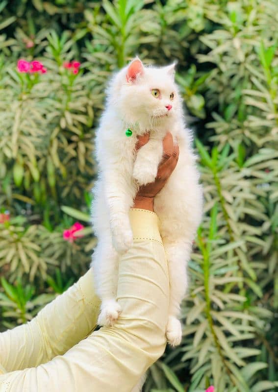 Persian triple coated punch face kitten available for sale 2