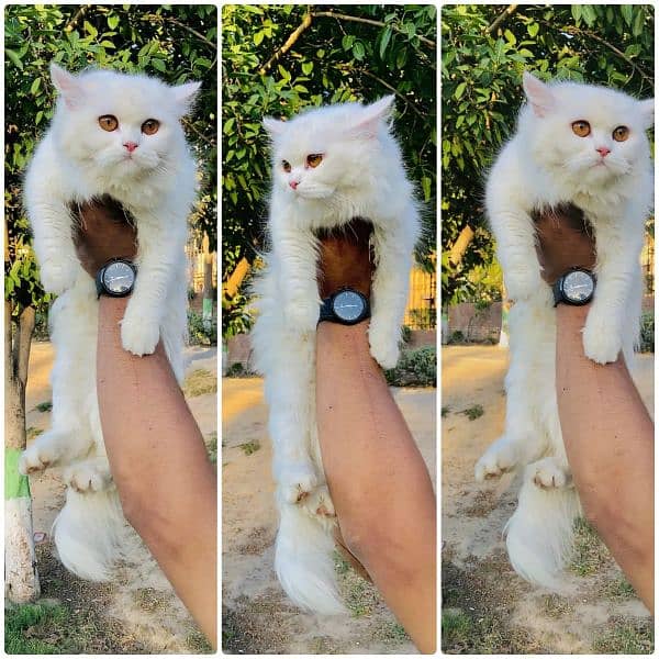 Persian triple coated punch face kitten available for sale 4