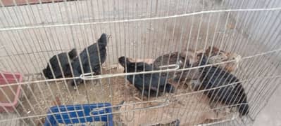 austrolorp and aseel chicks RS 600 per price