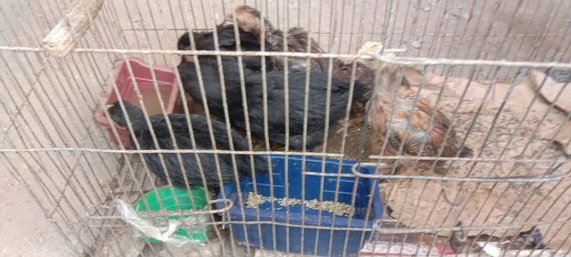 austrolorp and aseel chicks RS 600 per price 3