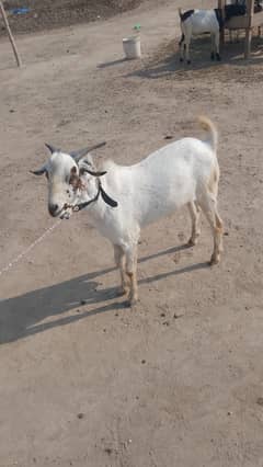 tapra breeder goat