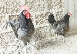 Blue Australorp Pair