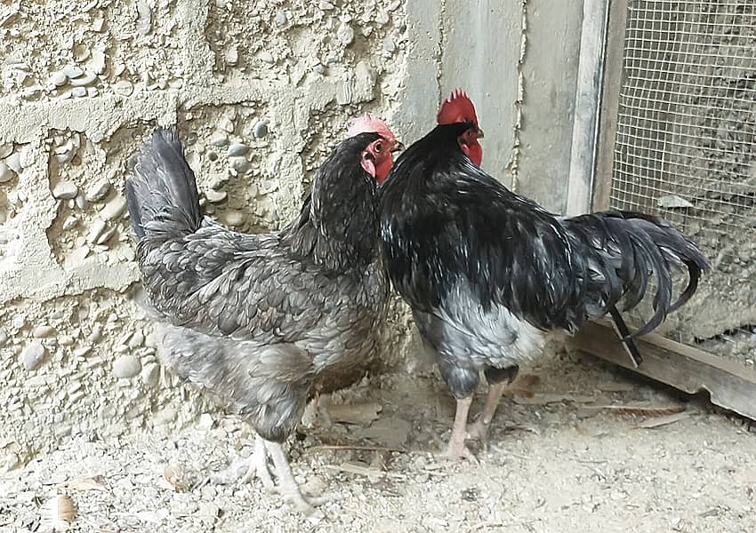 Blue Australorp Pair 1