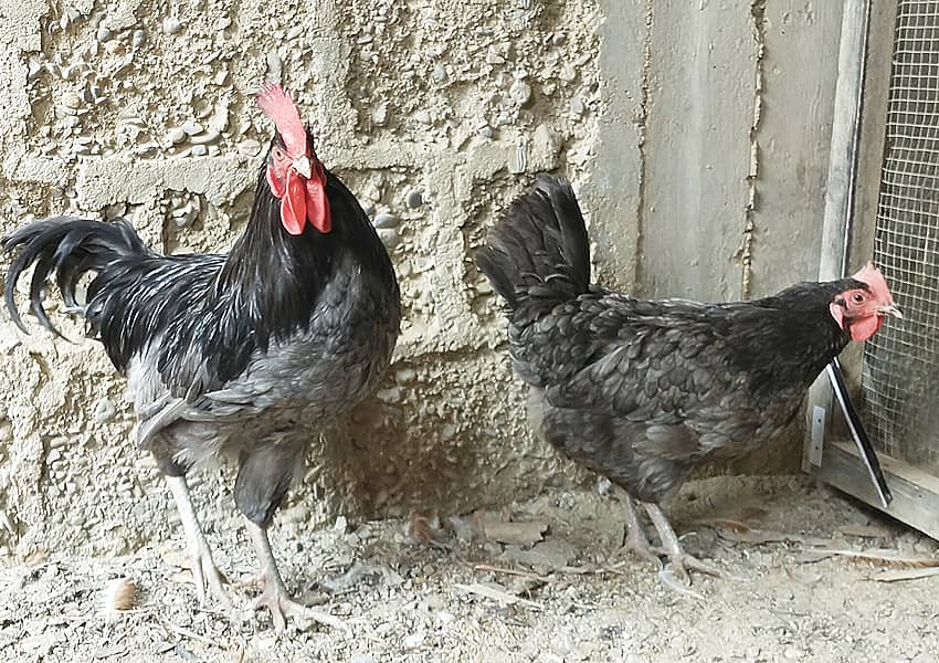 Blue Australorp Pair 2