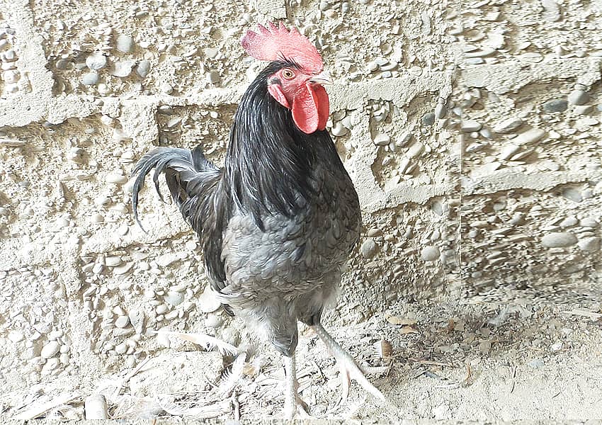 Blue Australorp Pair 3