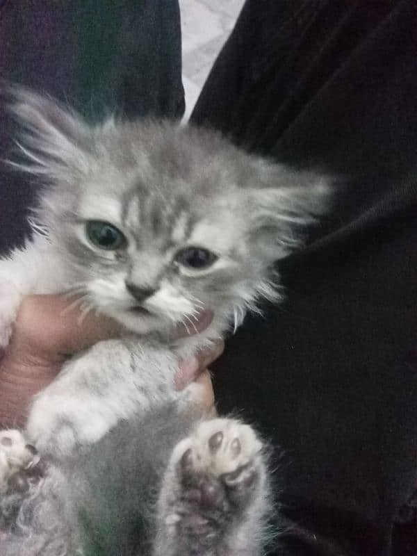 double coatpersian kitten urgent sale 1