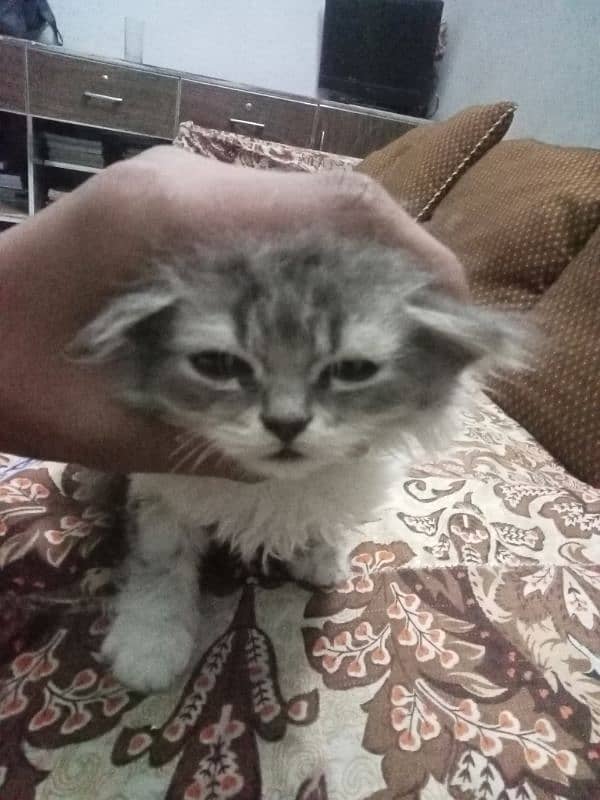 double coatpersian kitten urgent sale 2