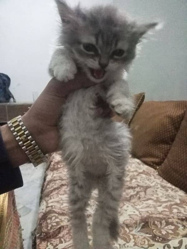 double coatpersian kitten urgent sale 3