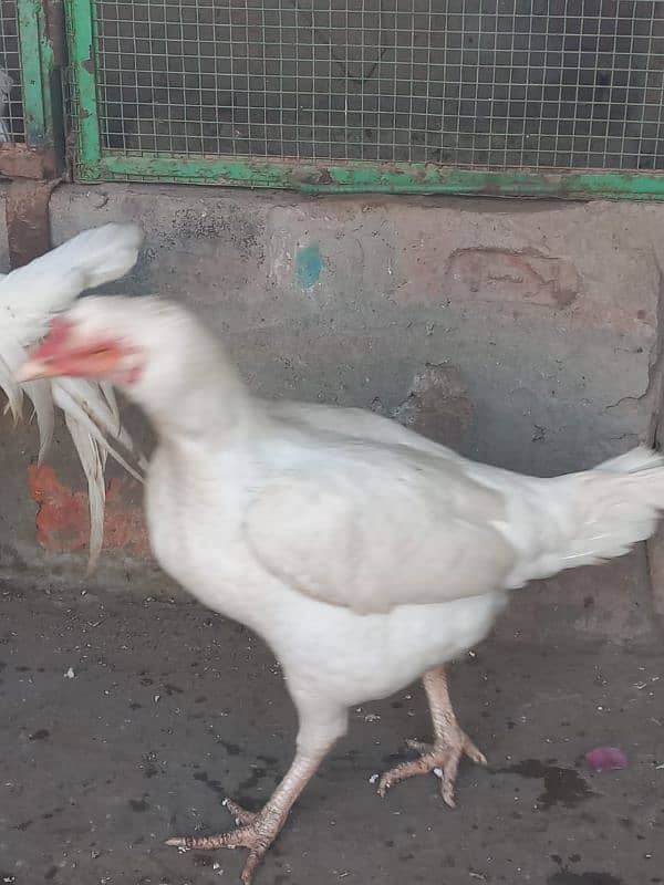 Pure Aseel white Heera | pepper white 1 male 2 femal 0