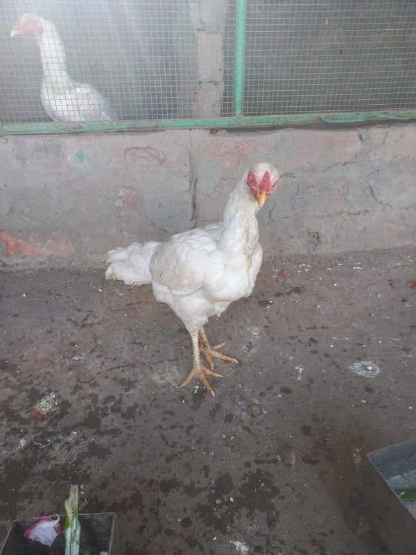 Pure Aseel white Heera | pepper white 1 male 2 femal 2