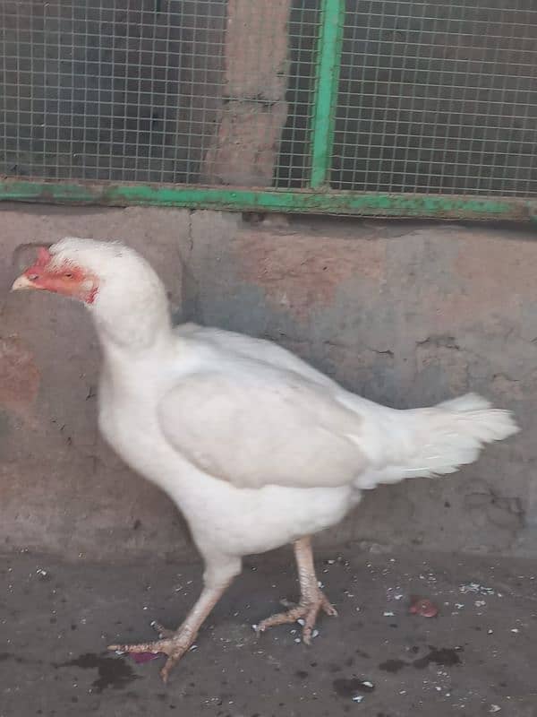 Pure Aseel white Heera | pepper white 1 male 2 femal 4