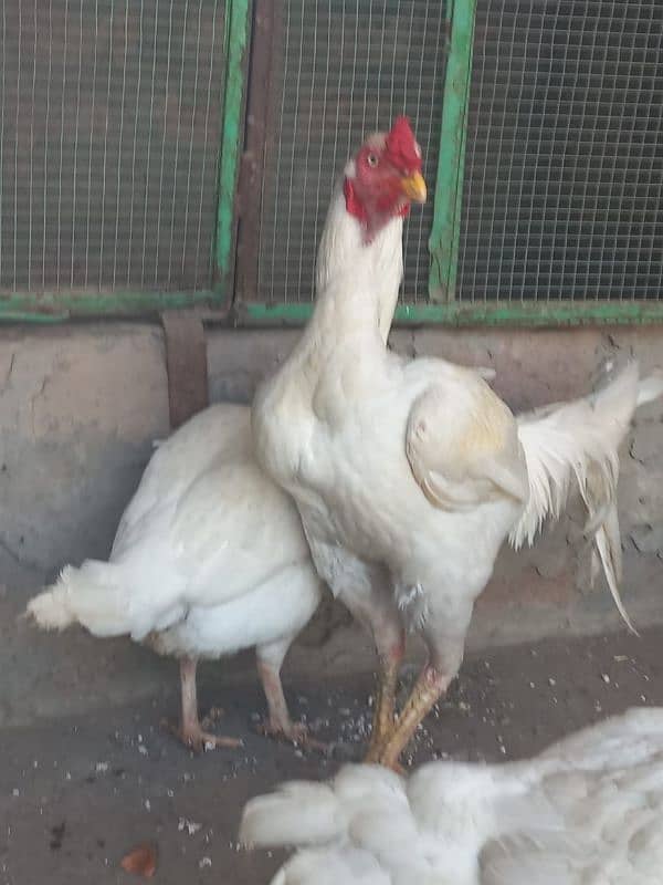 Pure Aseel white Heera | pepper white 1 male 2 femal 5