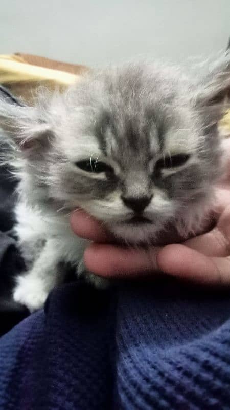 double coatpersian kitten urgent sale 0