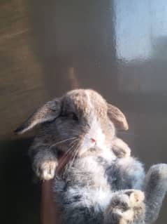 lop single bunny