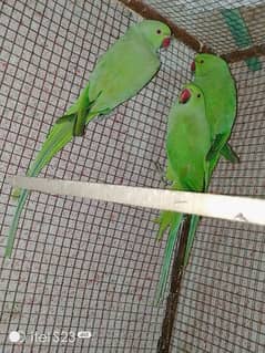 ringneck parrot available