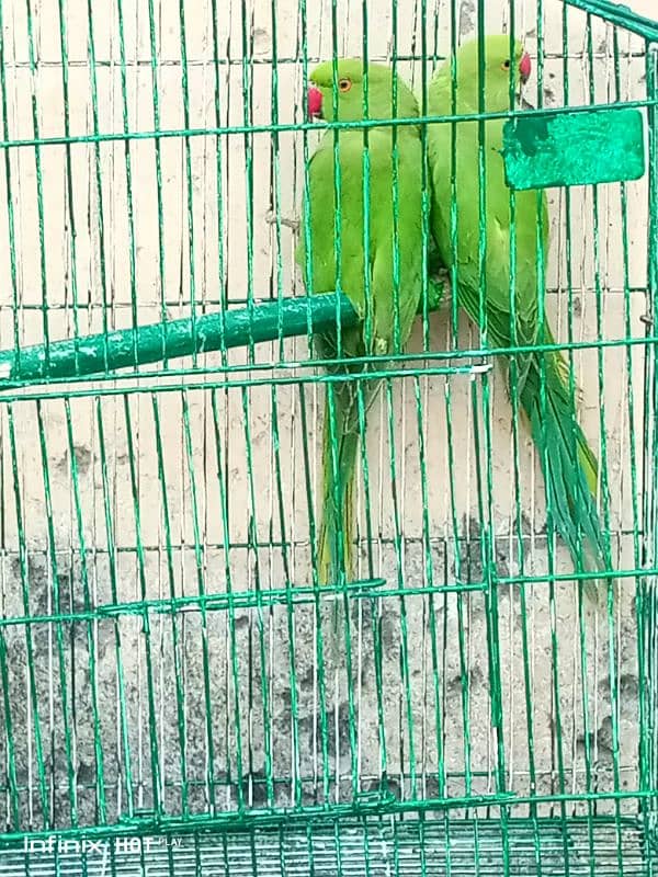 ringneck parrot available 1