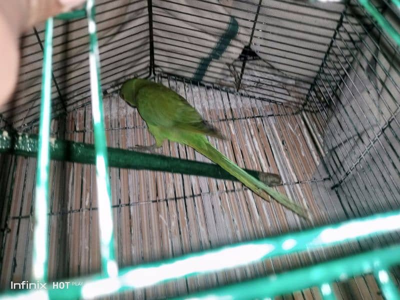 ringneck parrot available 3