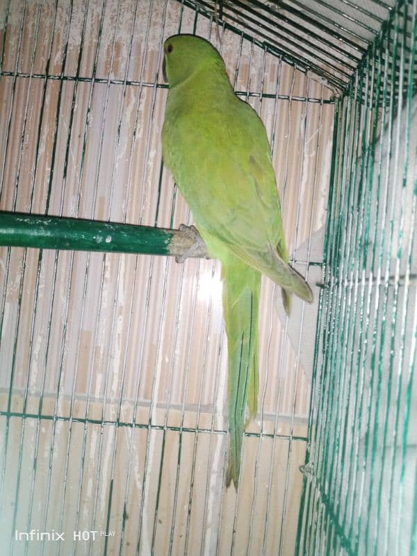 ringneck parrot available 4