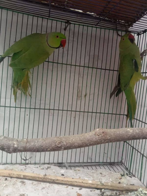 green parrot for sale 03054636833 1