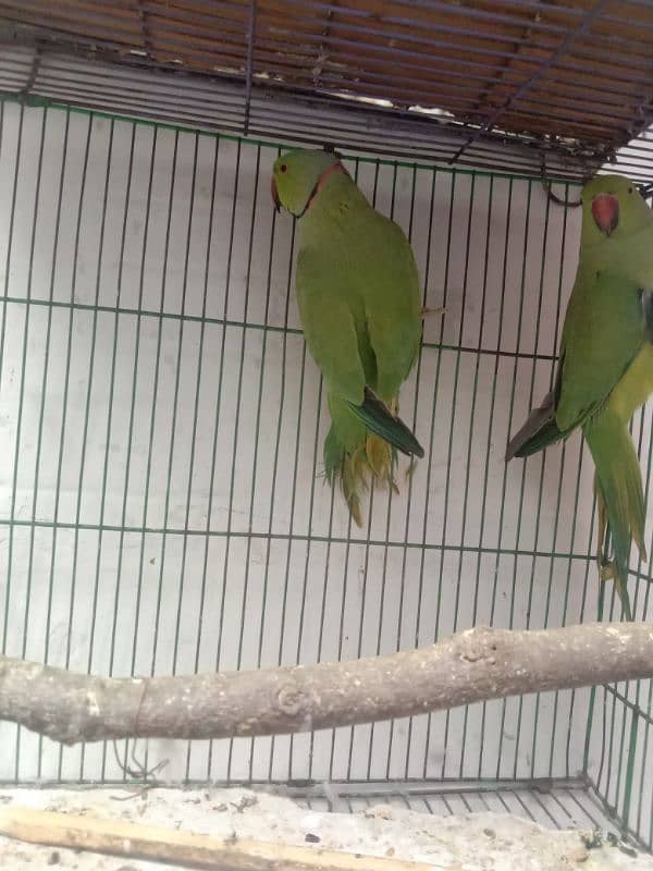 green parrot for sale 03054636833 2