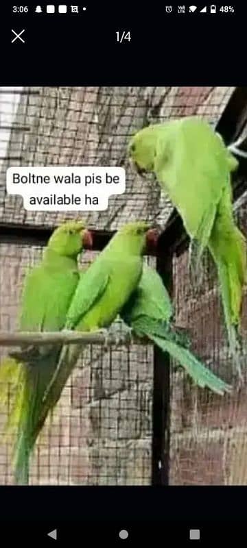 green parrot for sale 03054636833 3