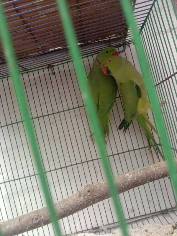 green parrot for sale 03054636833 4