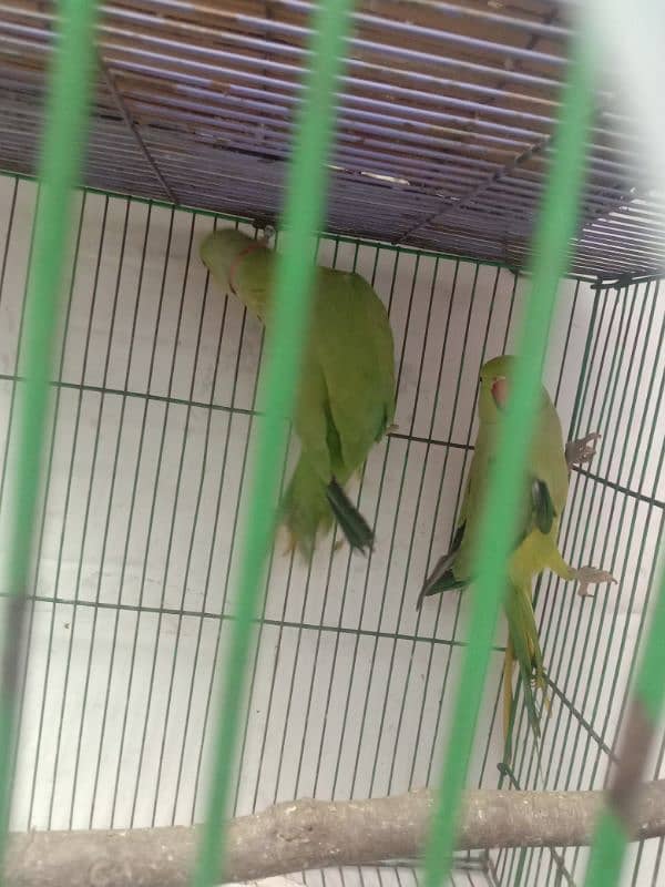 green parrot for sale 03054636833 5