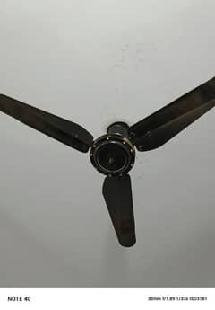 Fan