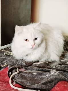 Persian Cat Odd Eyes