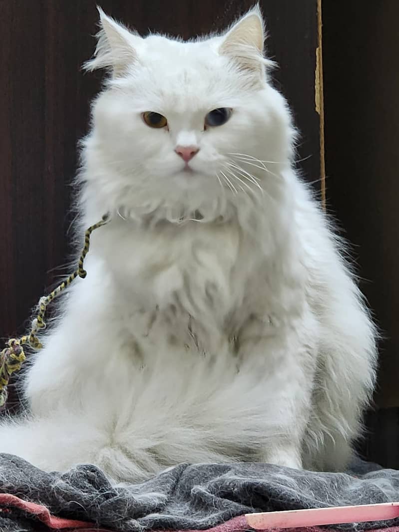 Persian Cat Odd Eyes 1