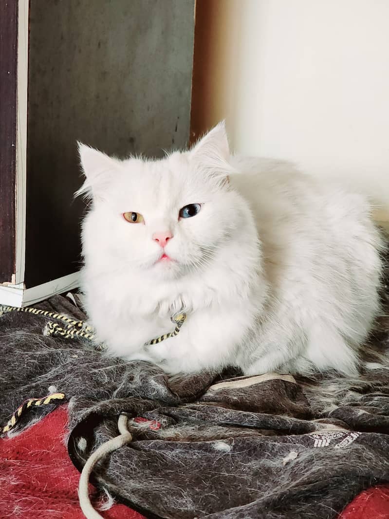 Persian Cat Odd Eyes 3