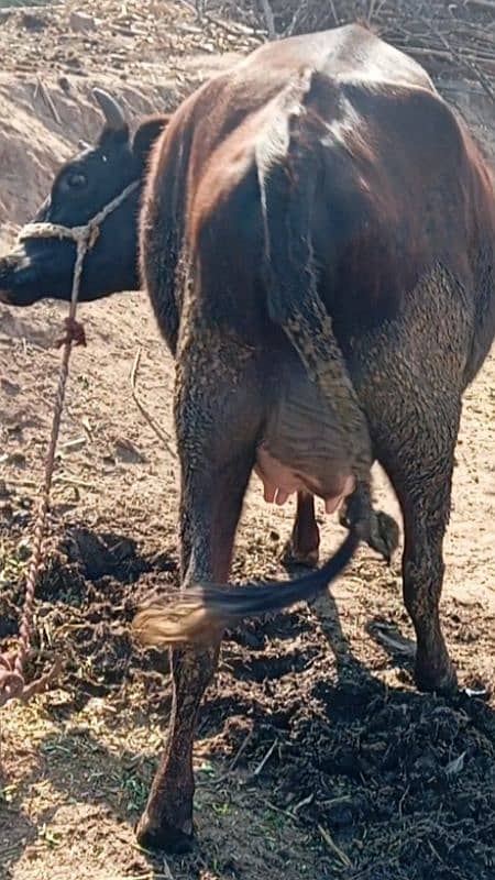 Friesian cow ,Friesian cross cow ,sahiwal cross gay 0