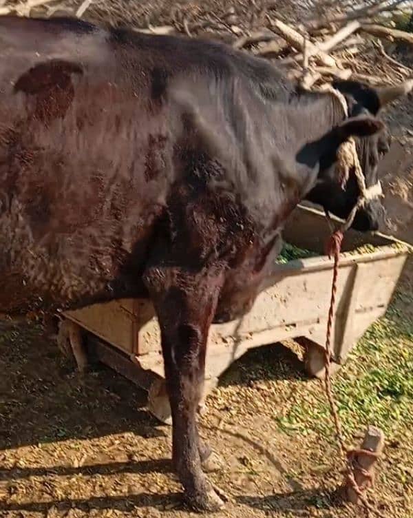 Friesian cow ,Friesian cross cow ,sahiwal cross gay 2