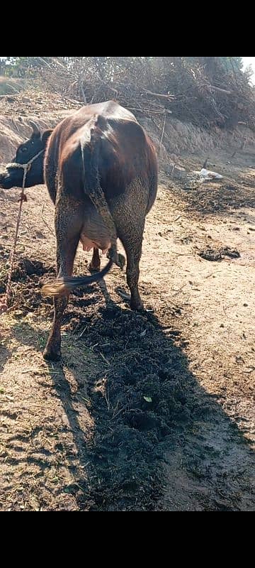 Friesian cow ,Friesian cross cow ,sahiwal cross gay 3