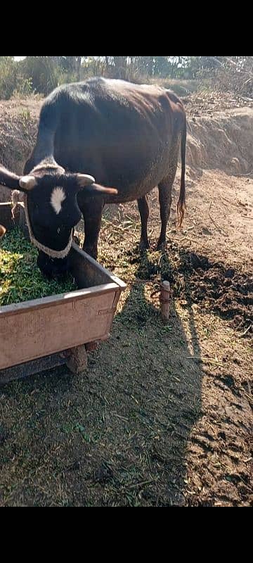 Friesian cow ,Friesian cross cow ,sahiwal cross gay 4