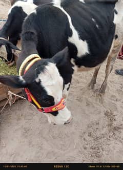 Friesian cow ,Friesian cross cow ,sahiwal cross gay