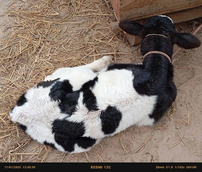 Friesian cow ,Friesian cross cow ,sahiwal cross gay 6