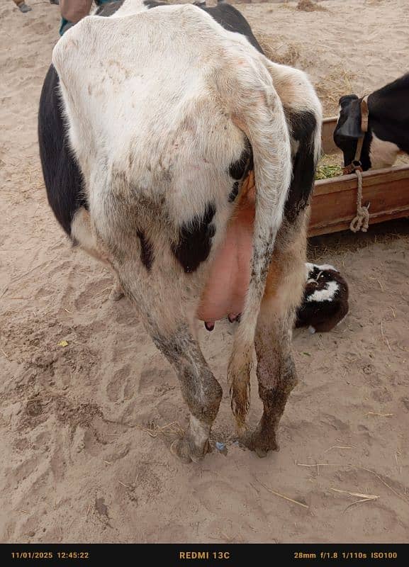 Friesian cow ,Friesian cross cow ,sahiwal cross gay 8