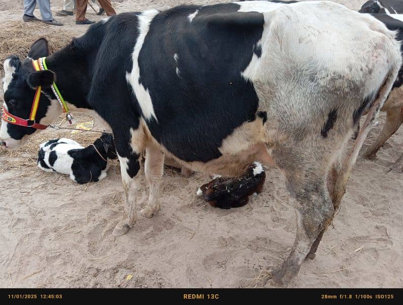 Friesian cow ,Friesian cross cow ,sahiwal cross gay 9