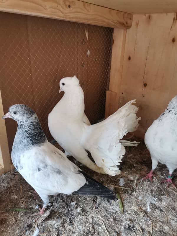 parsonata pair. one lucky white female and sherazi female 2