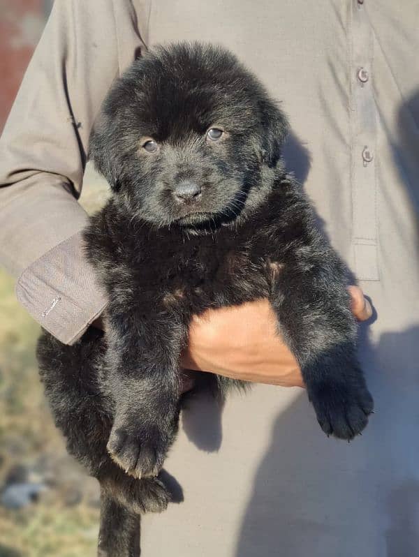 black German shepherd puppy full long coat 0