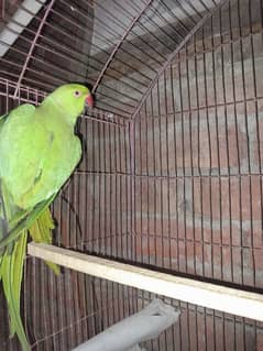 green parrot for sale