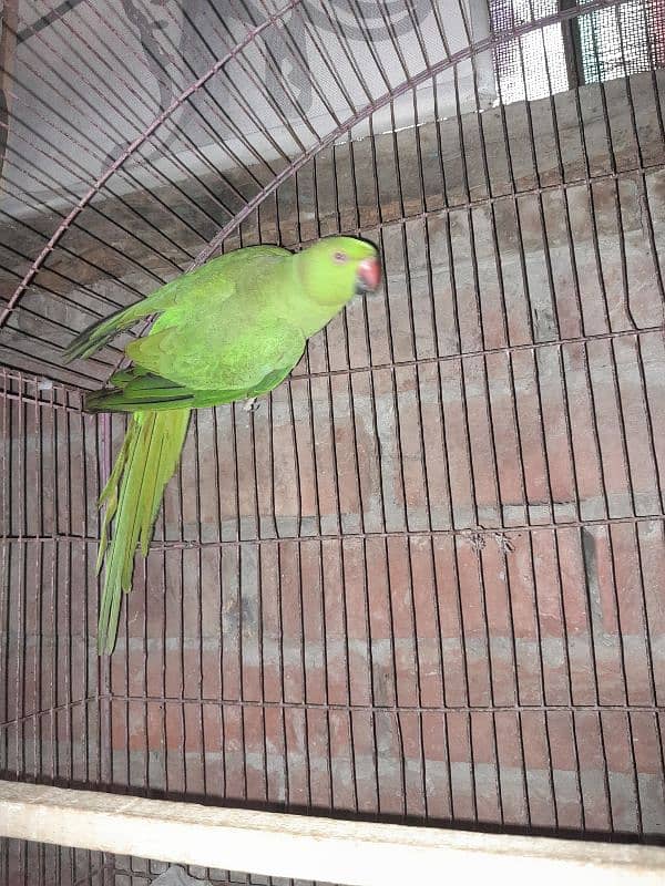 green parrot for sale 1