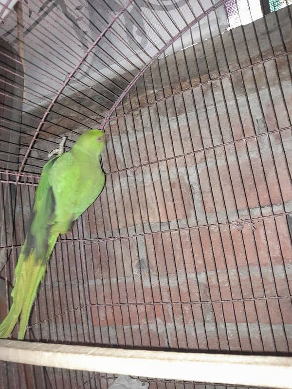 green parrot for sale 2