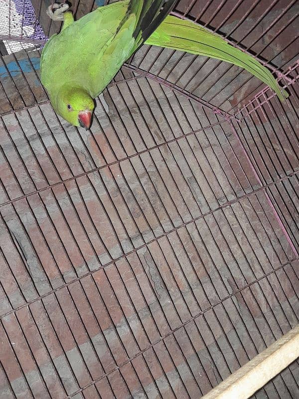 green parrot for sale 3