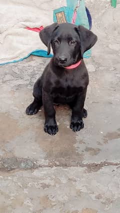 Black female Labrador. . . almost 3 months age