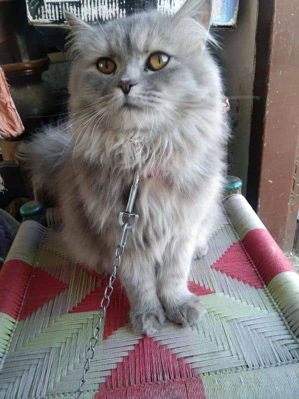 pershion punch face long hair very beautiful soft cat vaccination done 1