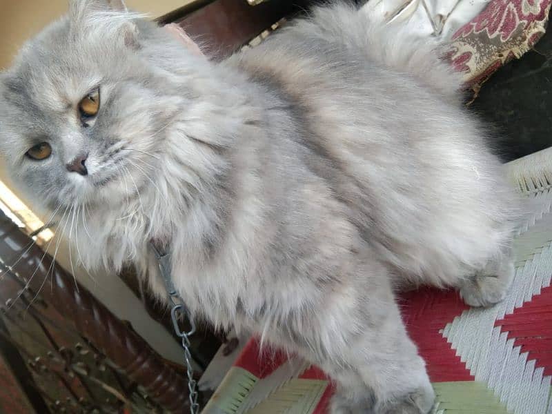 pershion punch face long hair very beautiful soft cat vaccination done 2