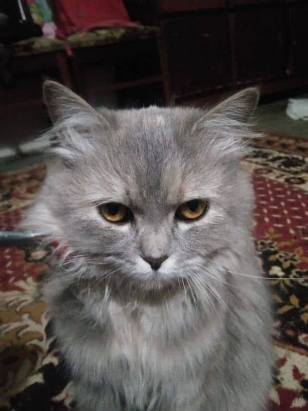 pershion punch face long hair very beautiful soft cat vaccination done 3